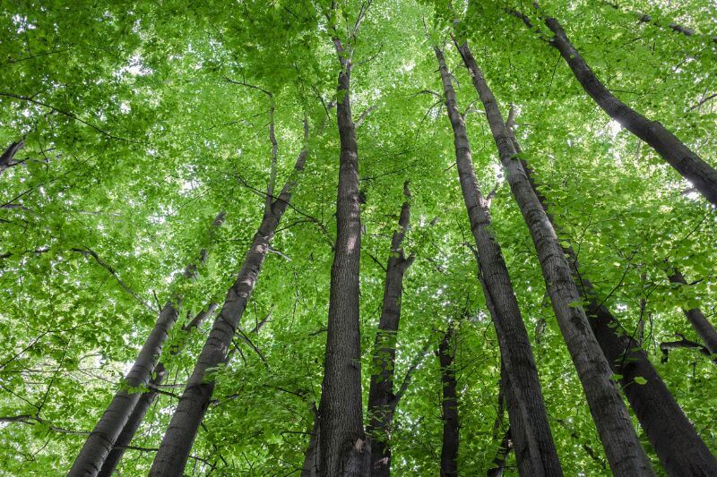 Ground view of tall green trees