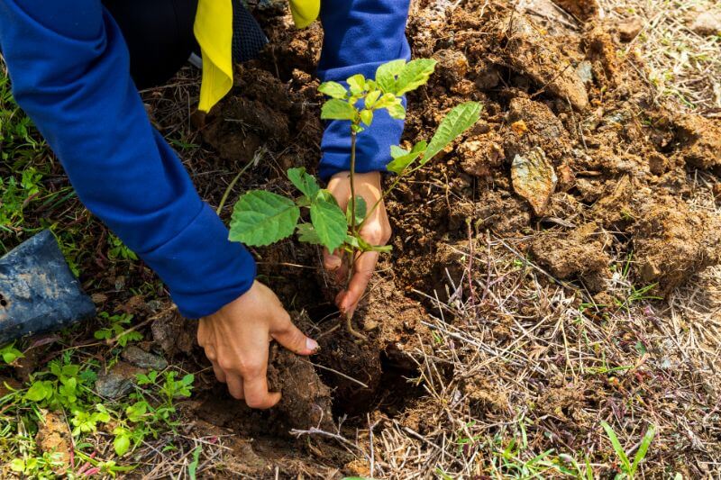 Planting tree in soil on a farm