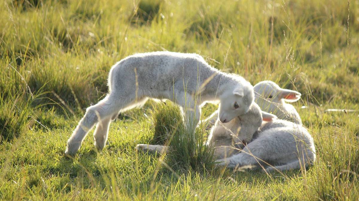 NZ lambs