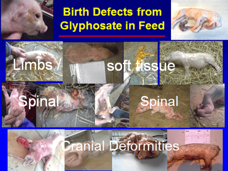 Birth defects from glyphosate in feed