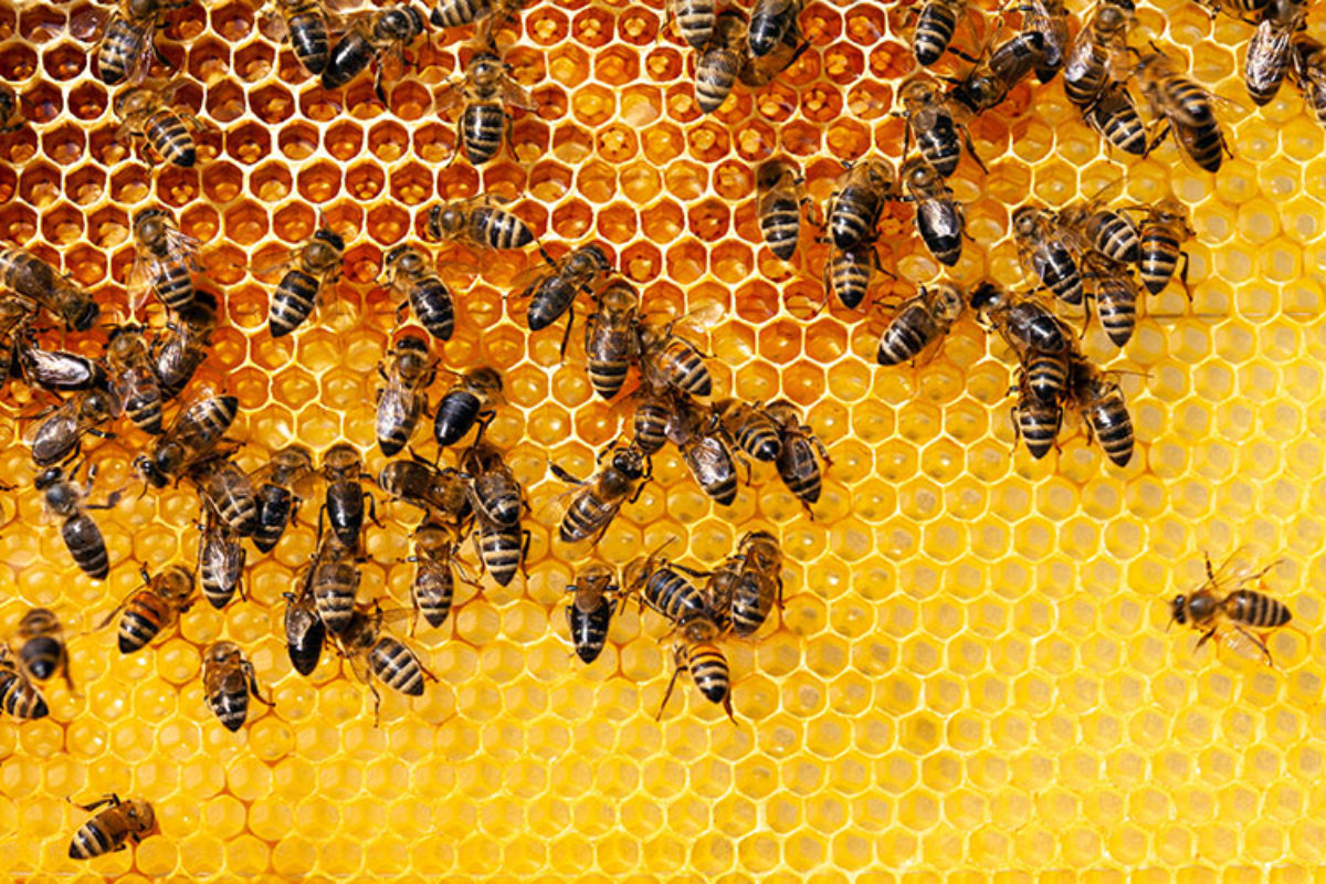 IV. The Role of Bees in Pollination and Biodiversity