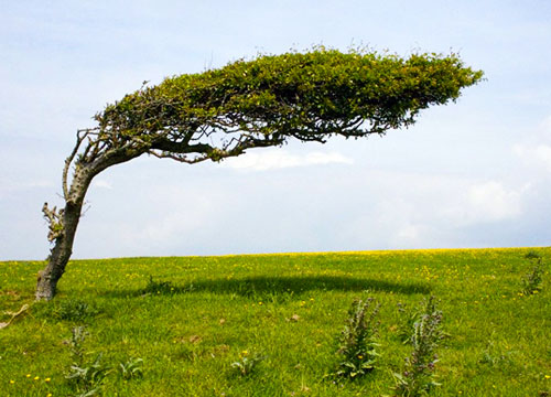 Chatham island tree