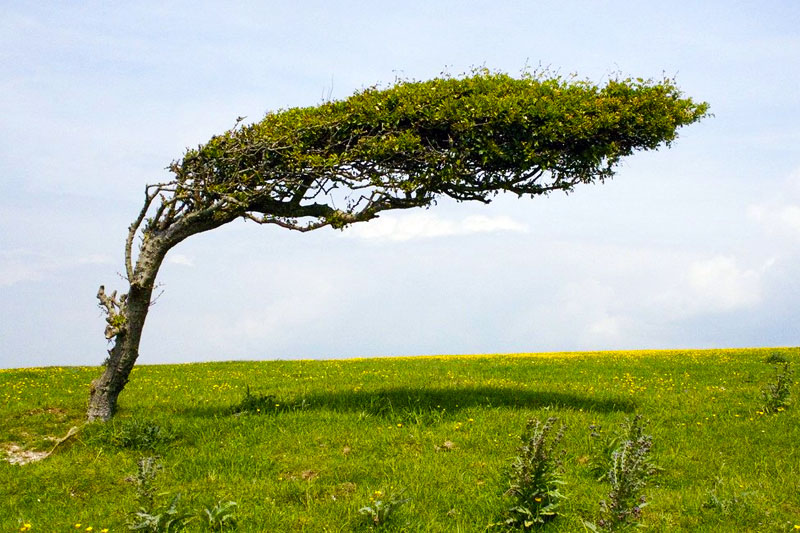 Chatham Islands tree