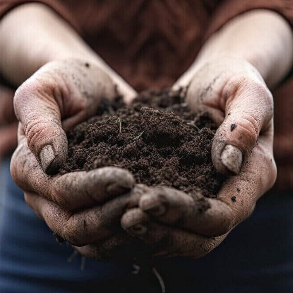 regenerative farming soil