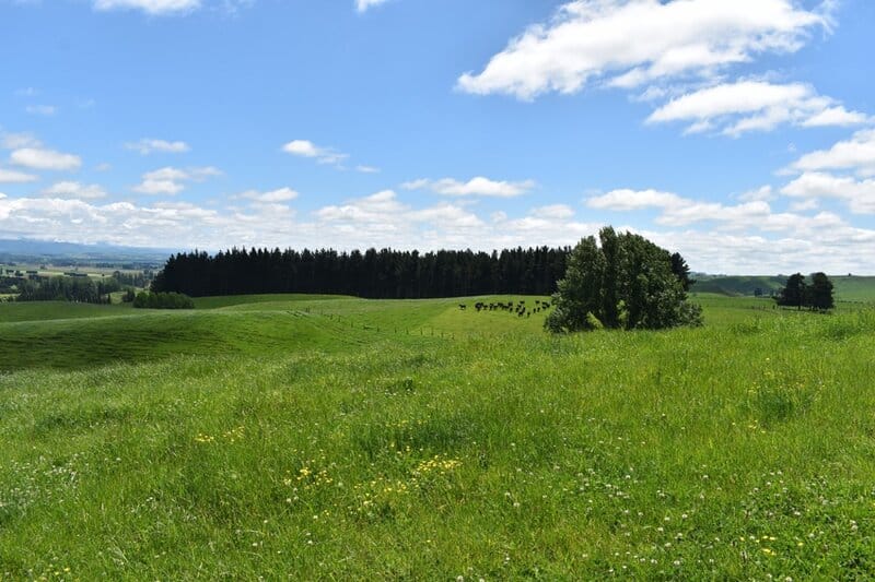 Non-brittle farming environment in Waikato NZ.