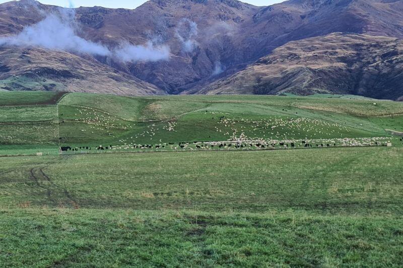 North Island High Country Beef & Sheep Farm case study