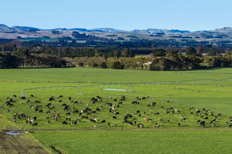 New Zealand farm landscape