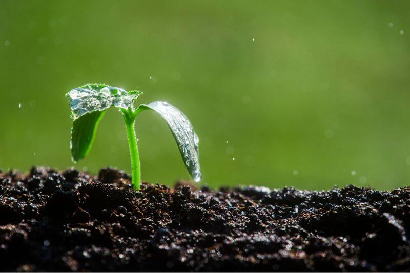Raindrops falling on plant and soil