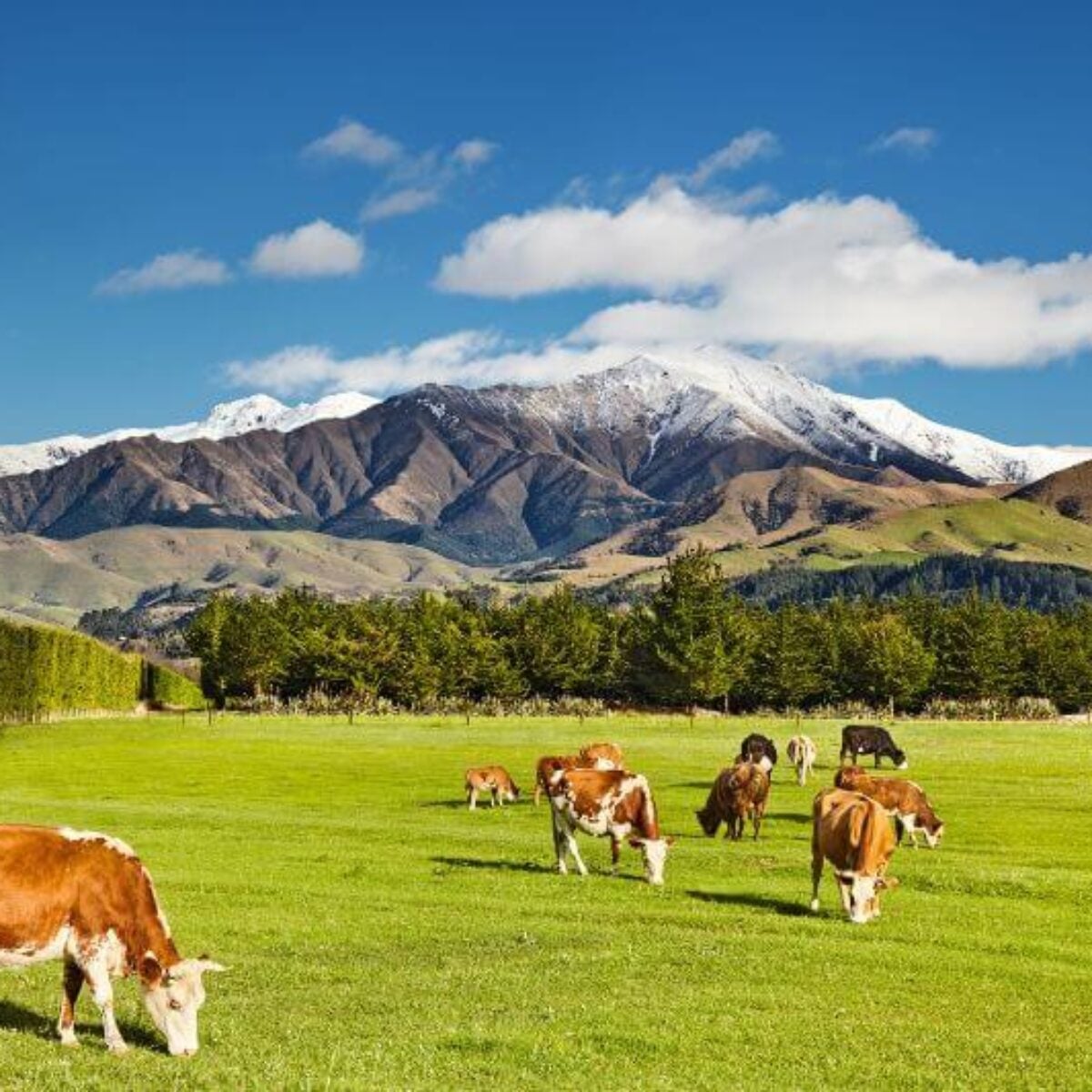 Cows grazing on NZ land hero