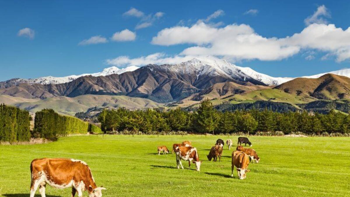 Cows grazing on NZ land hero
