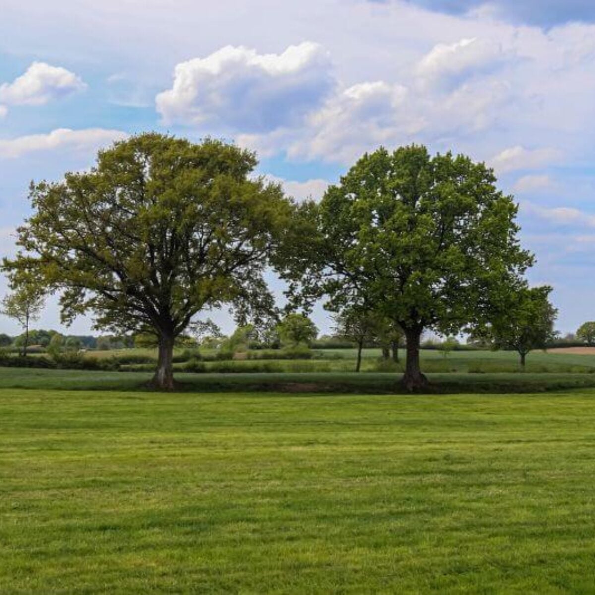 Two trees in the middle of a farm