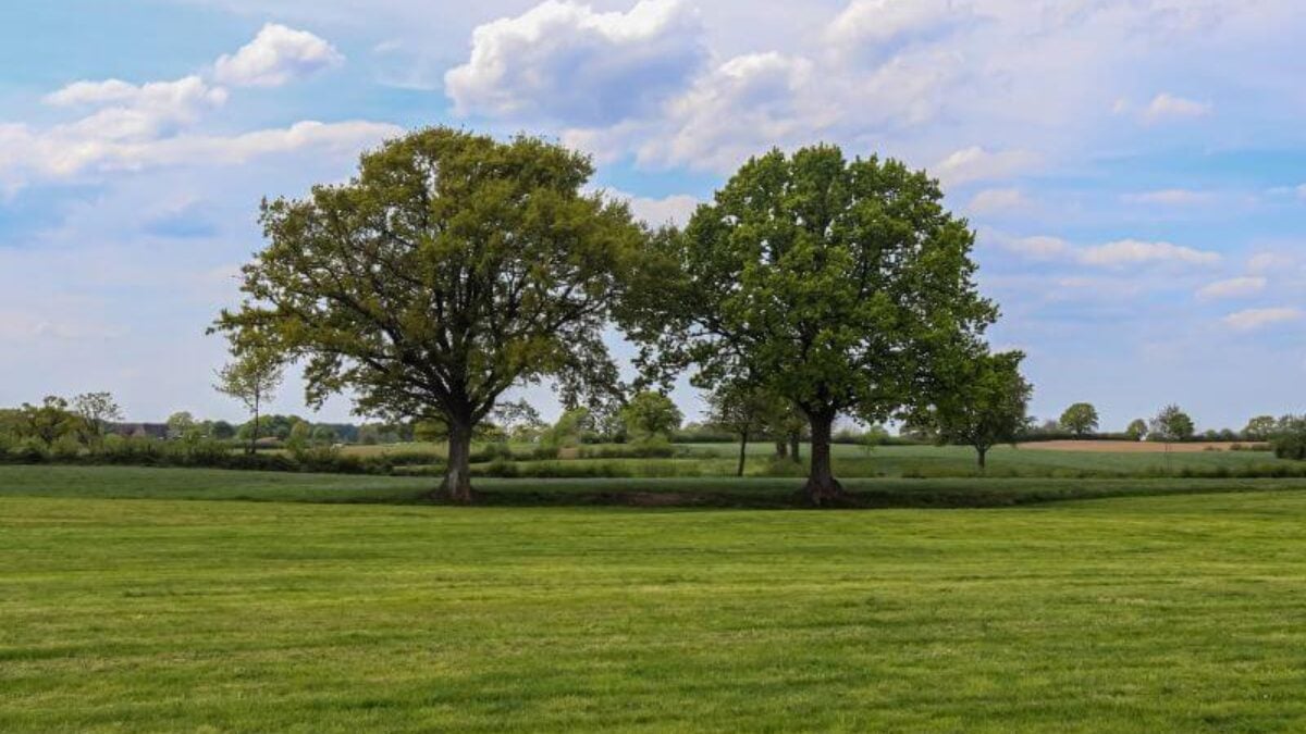 Two trees in the middle of a farm
