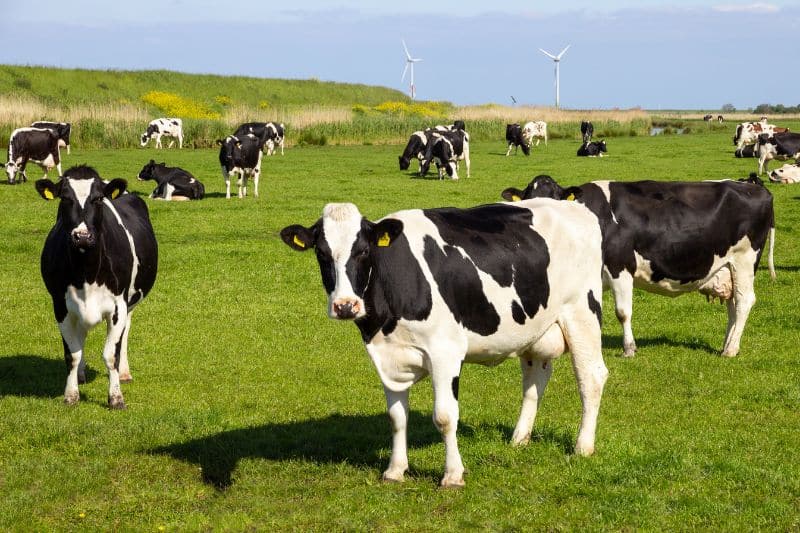 Cows on NZ farmlands