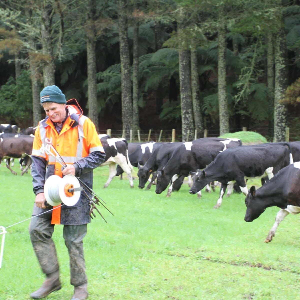 Dr Hugh Jellie walking among farmland and cows