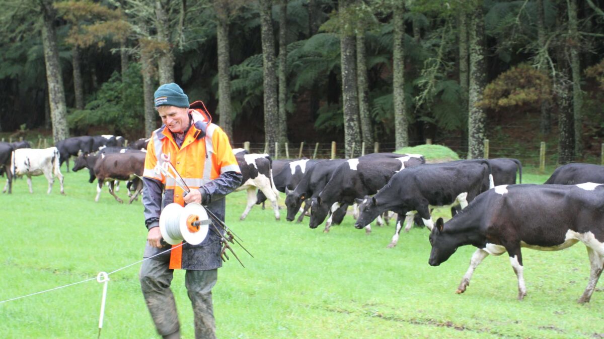 Dr Hugh Jellie walking among farmland and cows