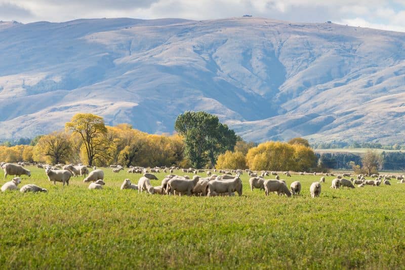 NZ farm occupied with sheep